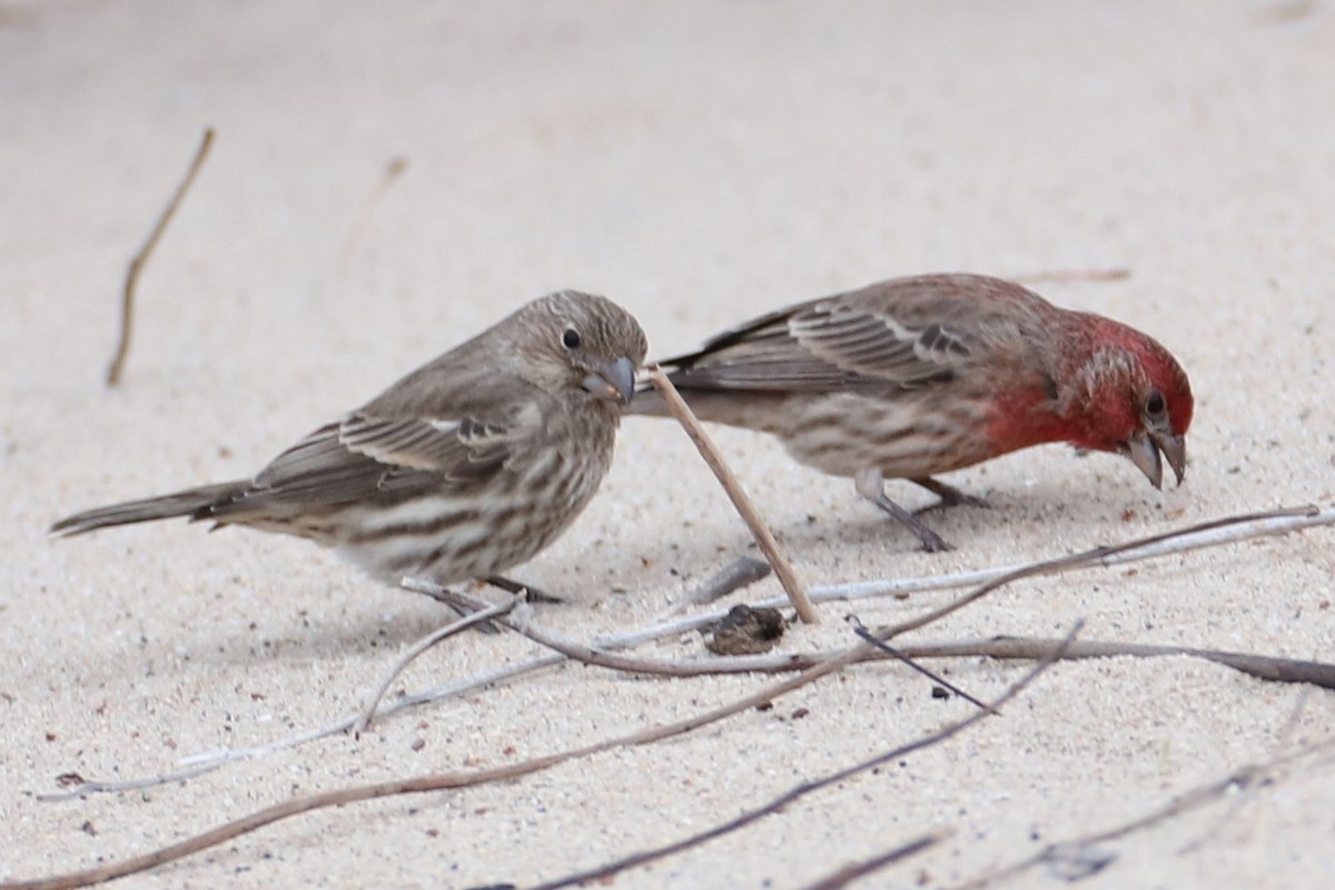 Burugorri arrunta - ML646842648