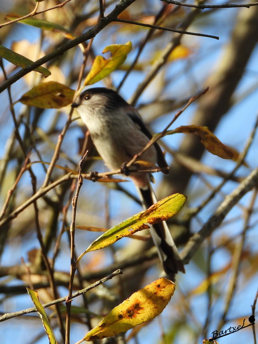 Long-tailed Tit - ML646842649