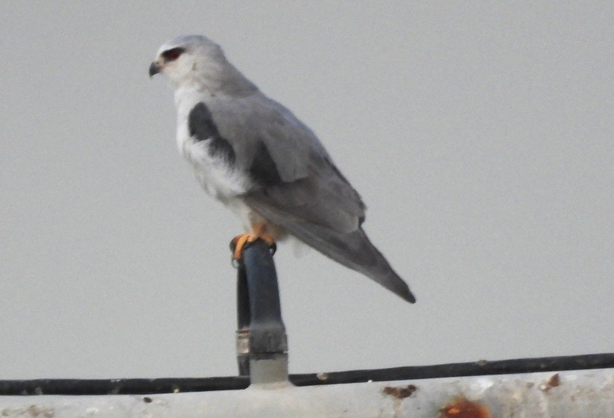 Elanio Común - ML646842651