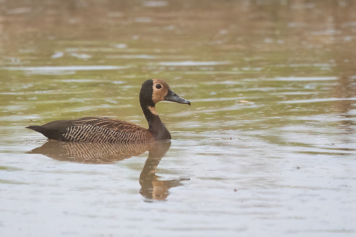 Dendrocigna facciabianca - ML646842652