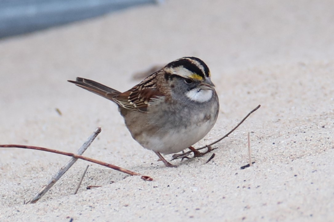 White-throated Sparrow - ML646842653