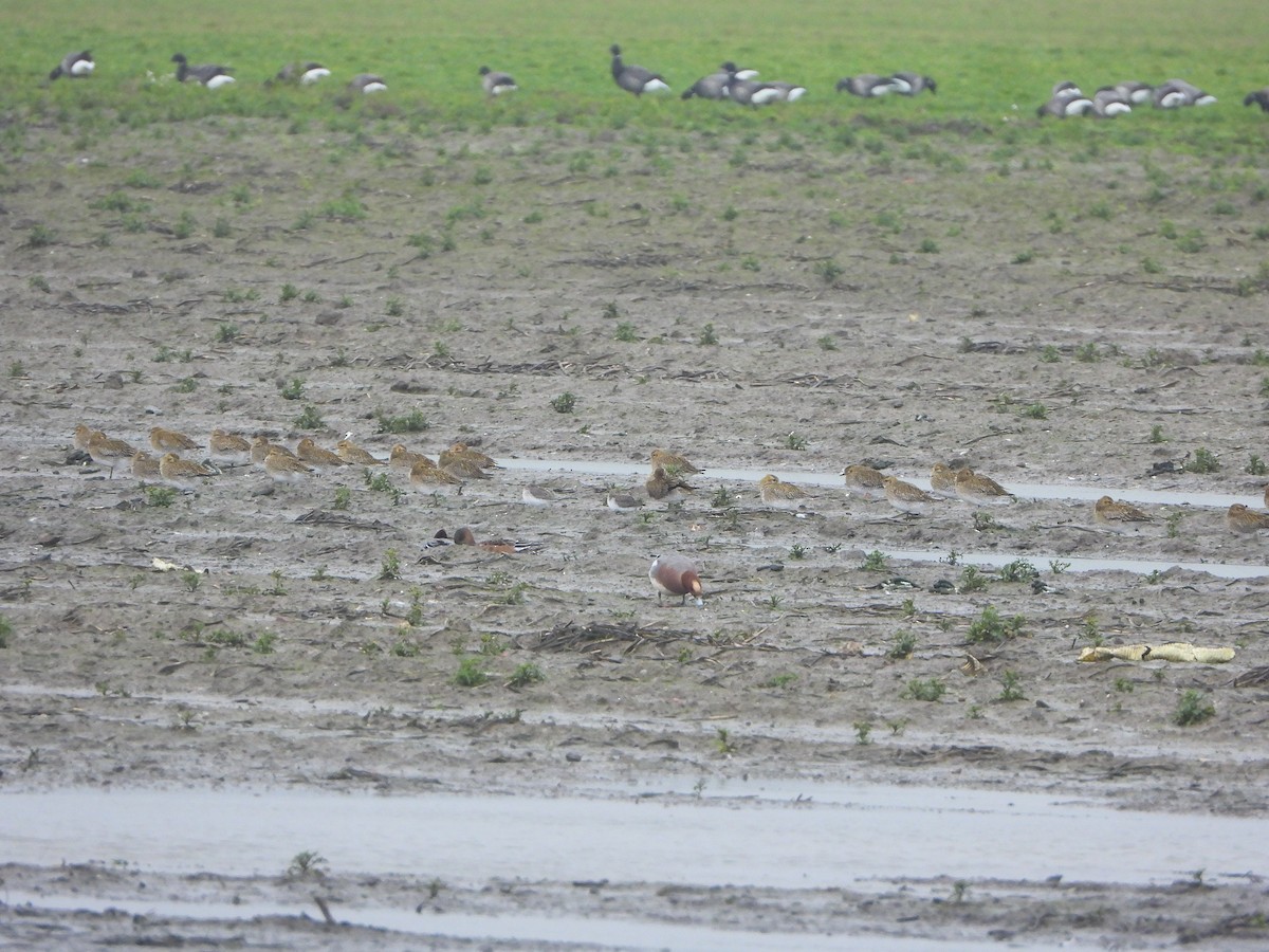 Сивка звичайна - ML646842655