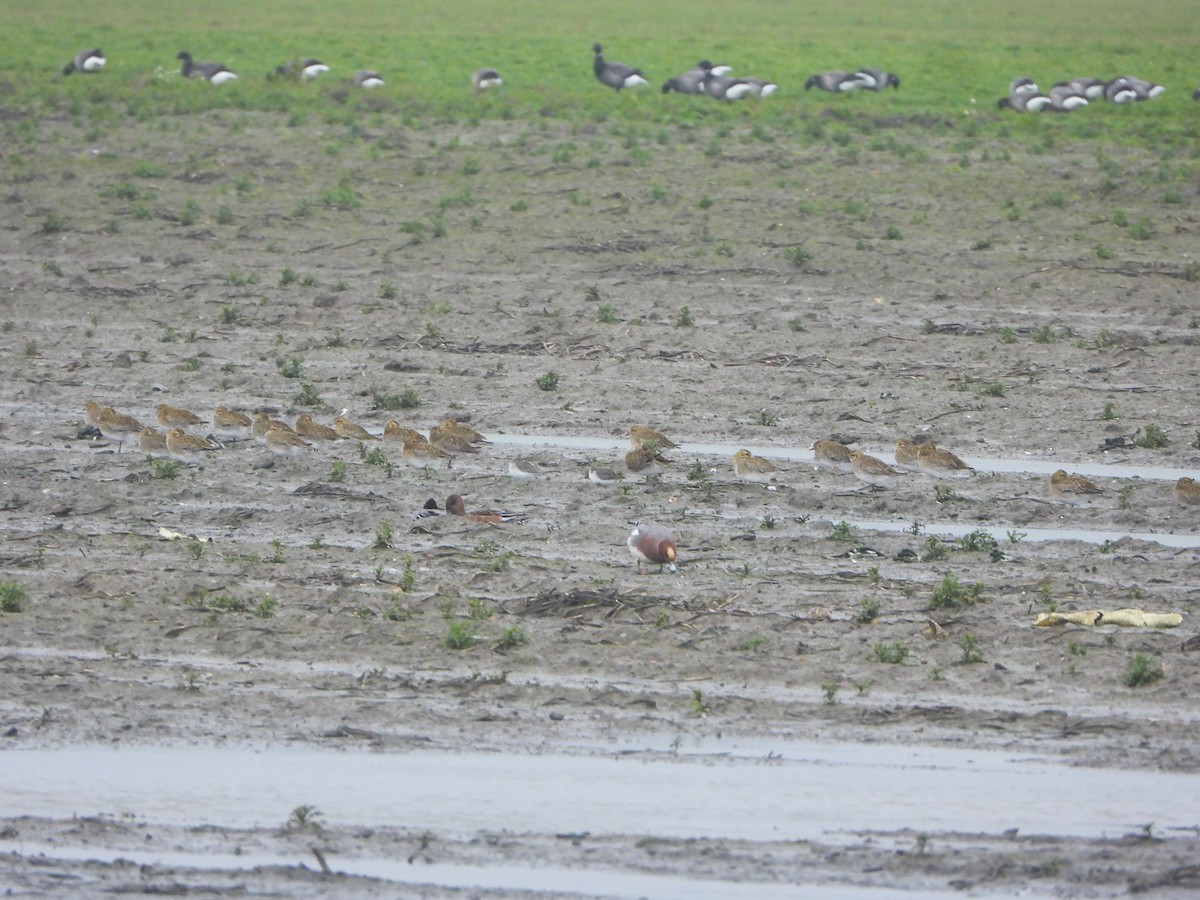 Сивка звичайна - ML646842656