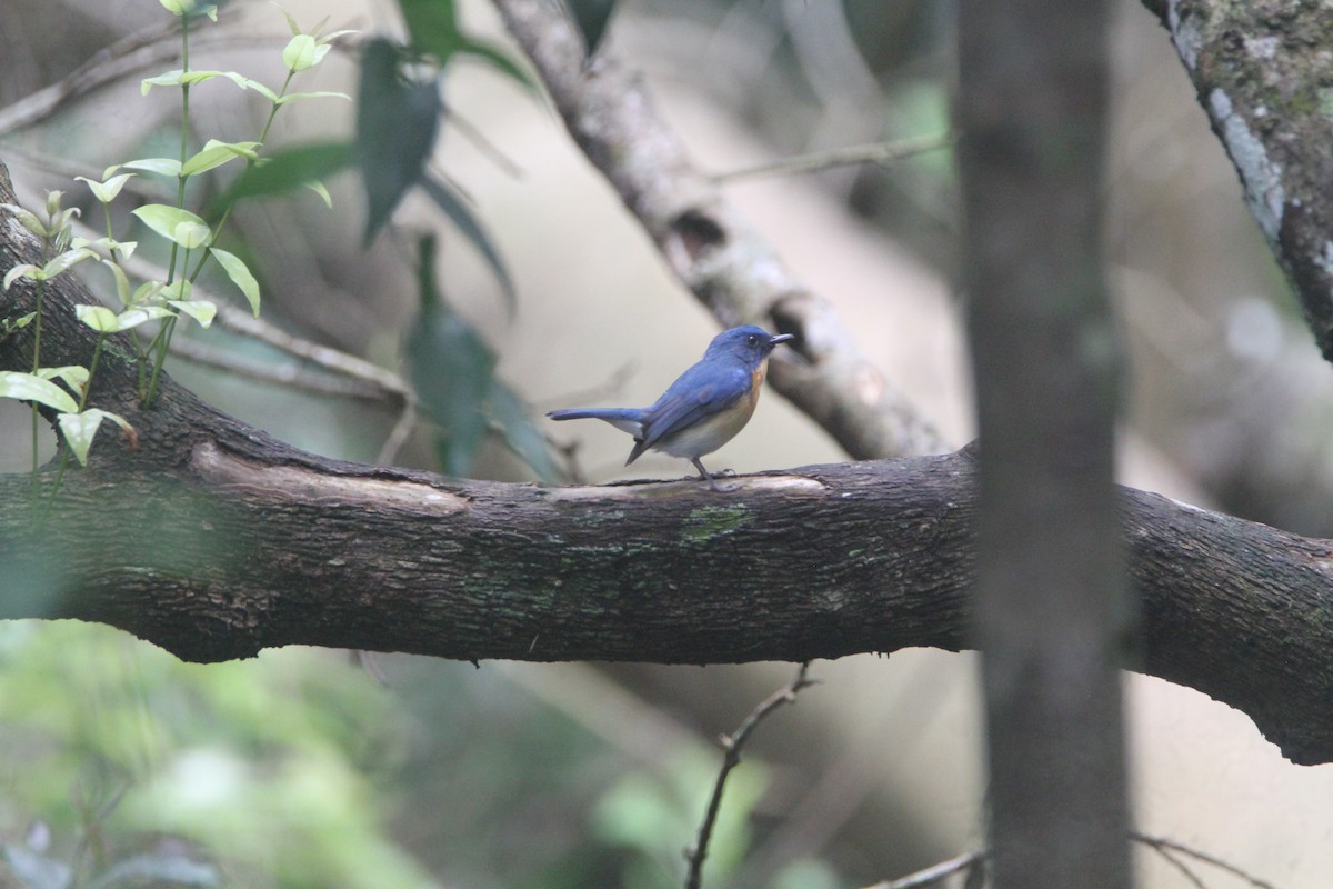 Tickellblauschnäpper - ML646842657