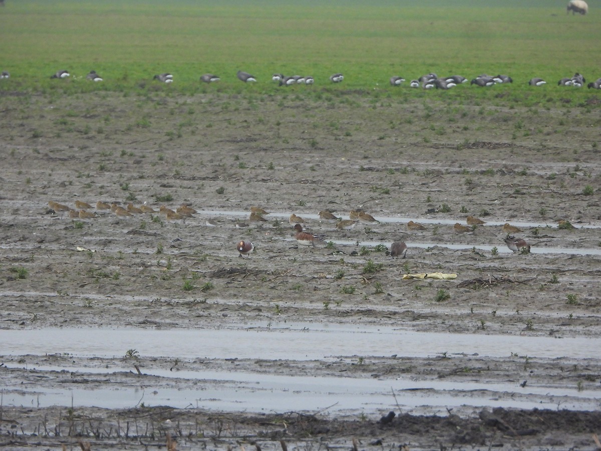 Сивка звичайна - ML646842658