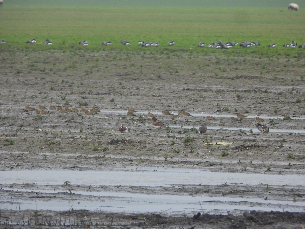 Сивка звичайна - ML646842659