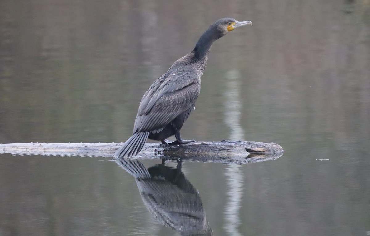 Cormorán Grande - ML646842660
