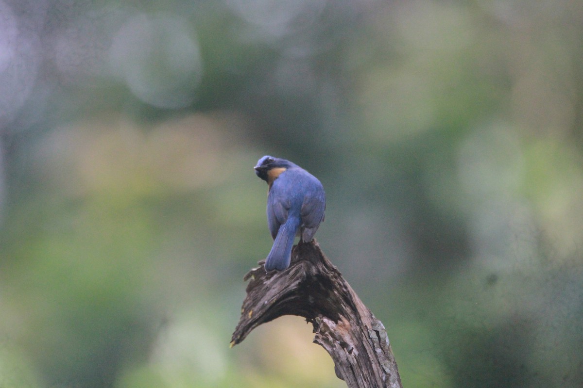 Tickellblauschnäpper - ML646842661