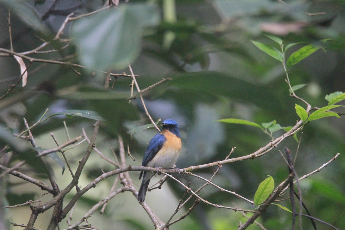 Tickellblauschnäpper - ML646842662