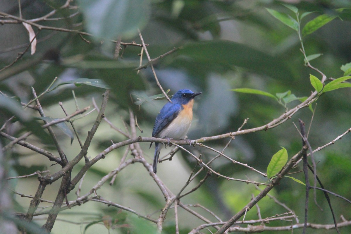 Tickellblauschnäpper - ML646842663