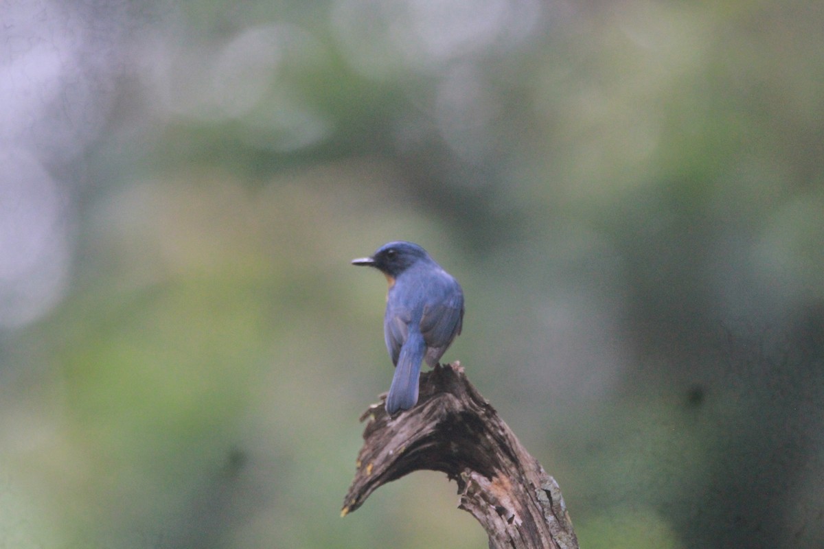 Tickellblauschnäpper - ML646842664