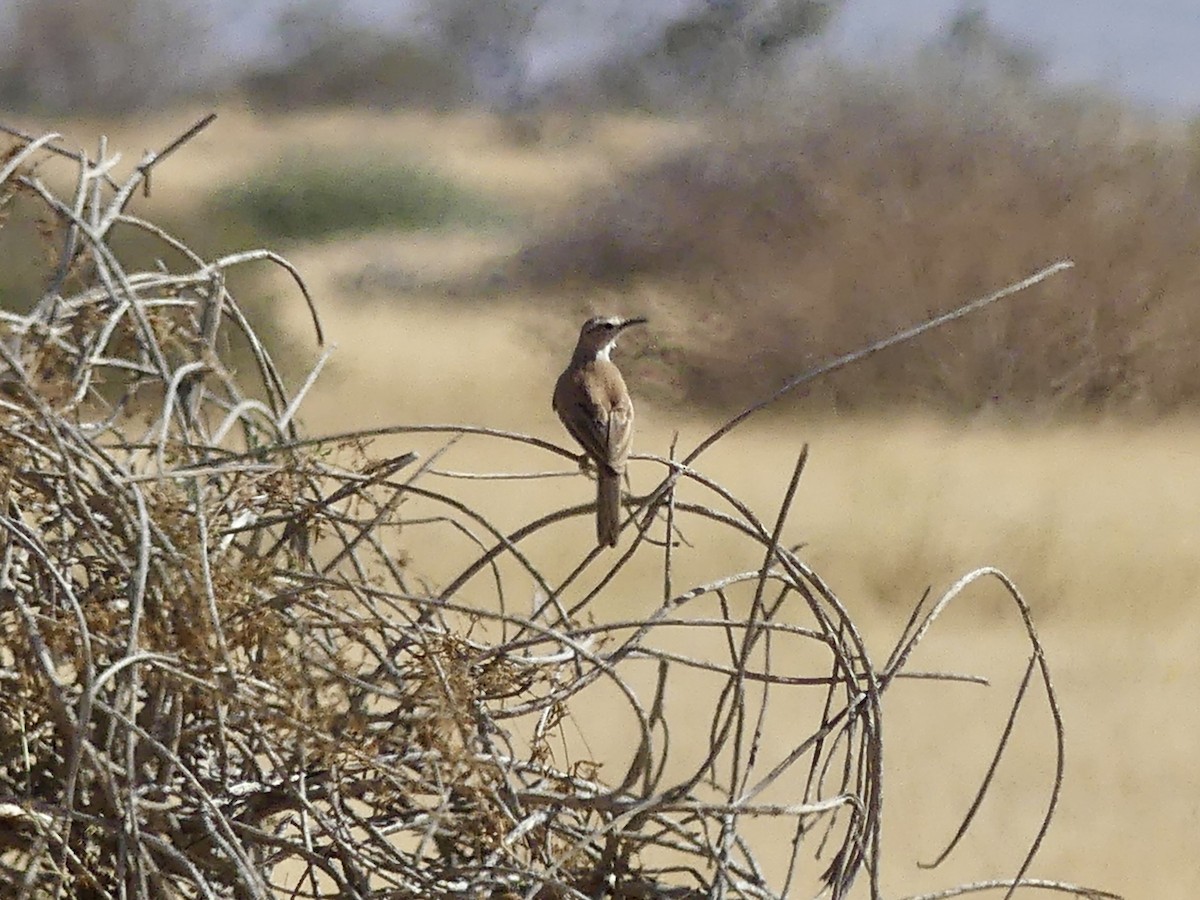 Karoo Long-billed Lark (Benguela) - ML646842665
