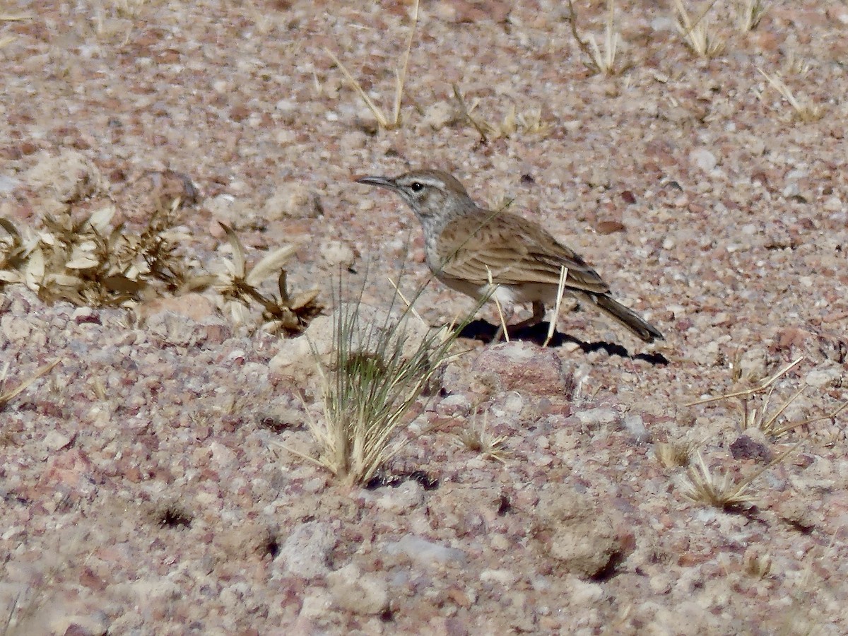 Karoo Long-billed Lark (Benguela) - ML646842666