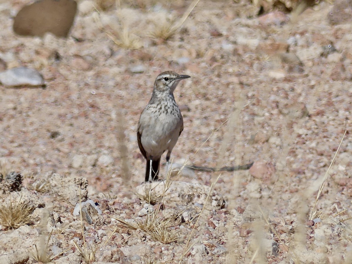 Karoo Long-billed Lark (Benguela) - ML646842667
