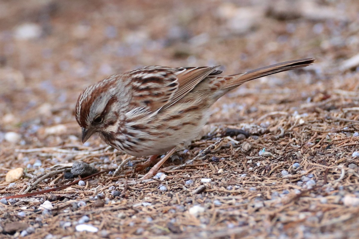 Song Sparrow - ML646842668
