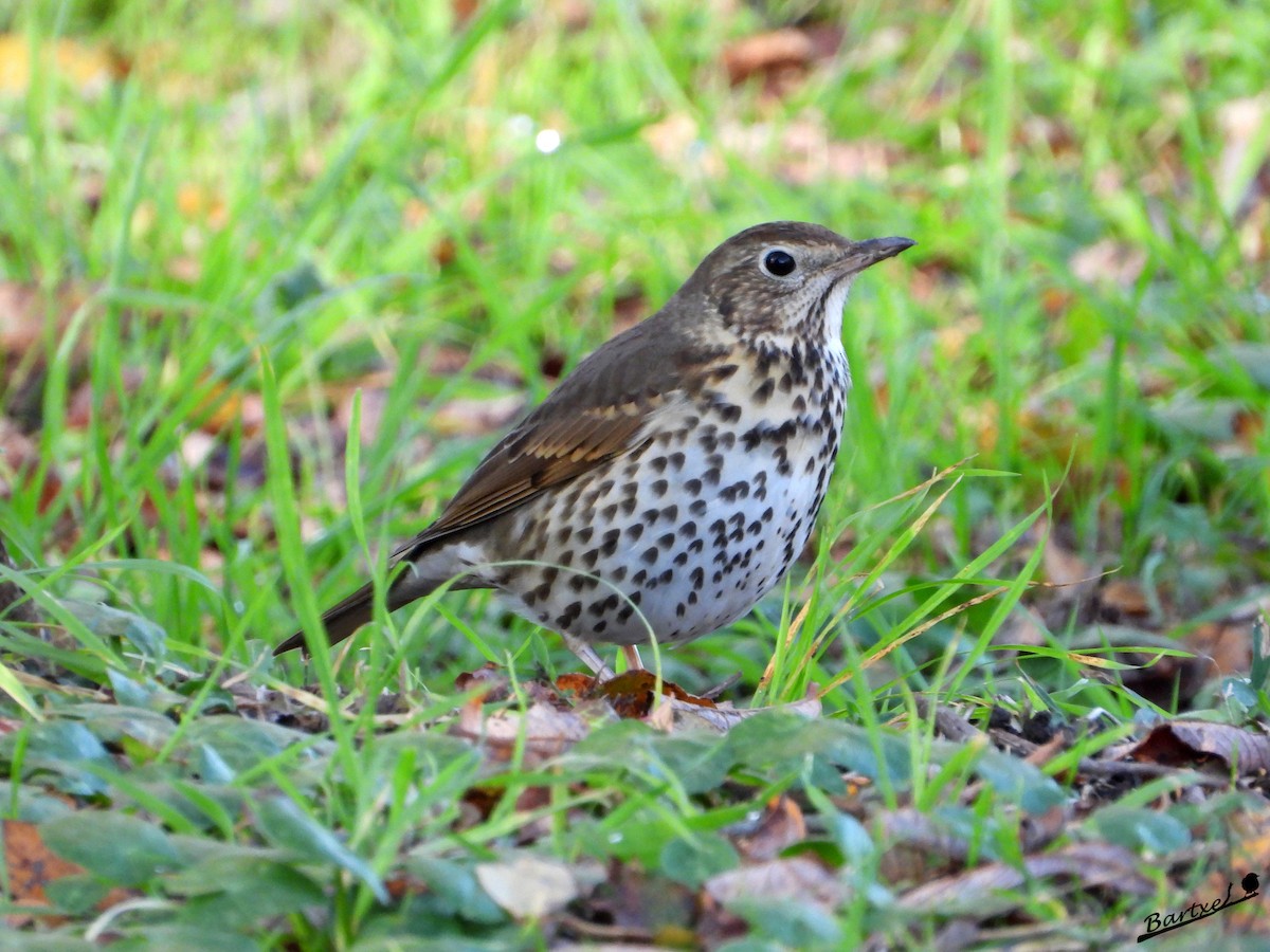 Song Thrush - ML646842670