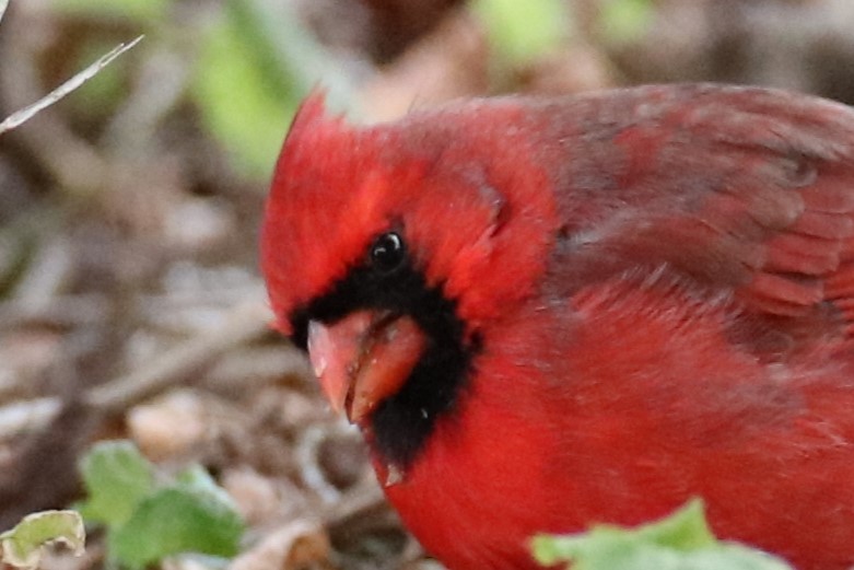 Kardinal arrunta - ML646842672