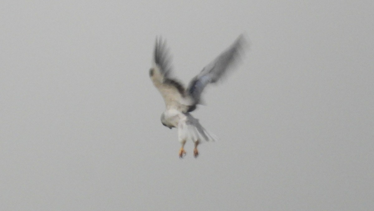 Elanio Común - ML646842673