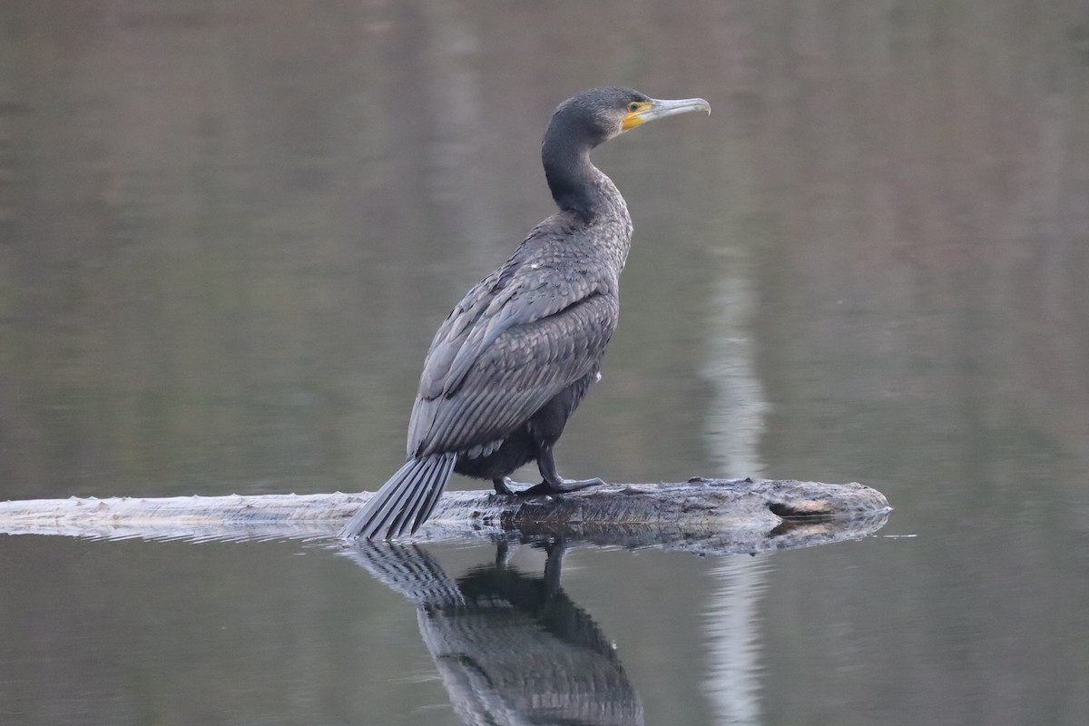 Cormorán Grande - ML646842675