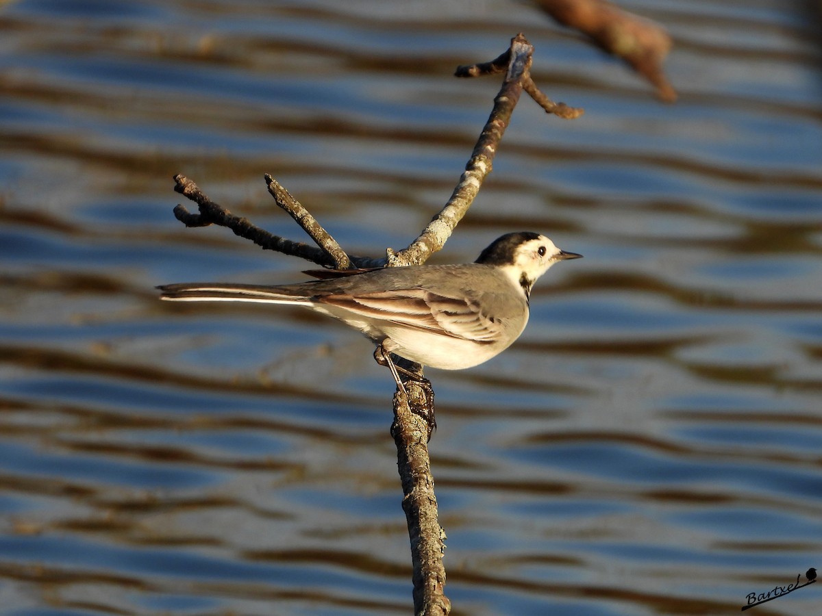 linerle - ML646842676