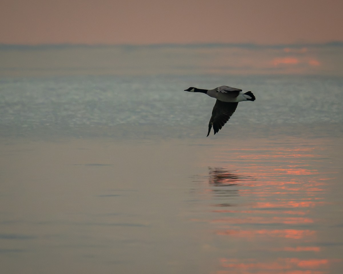 ברנטה קנדית - ML646842677