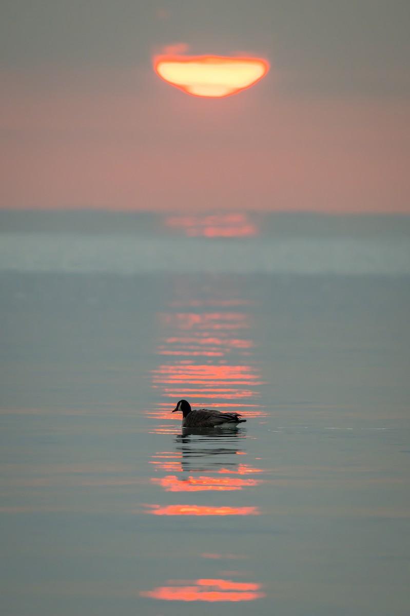 ברנטה קנדית - ML646842679