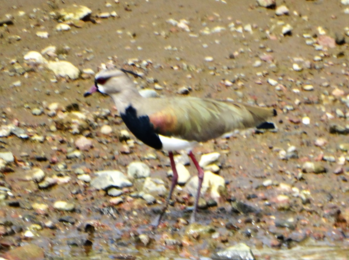 Avefría Tero - ML646842682