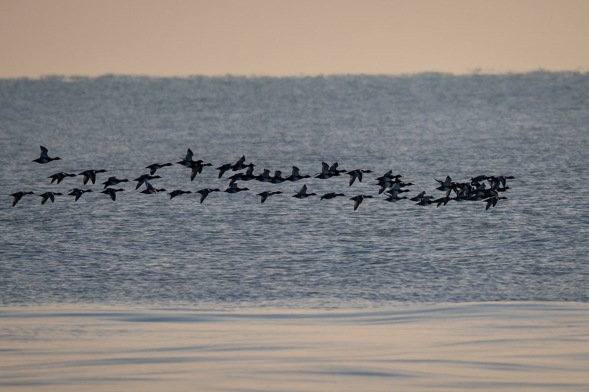 צולל אמריקני - ML646842684