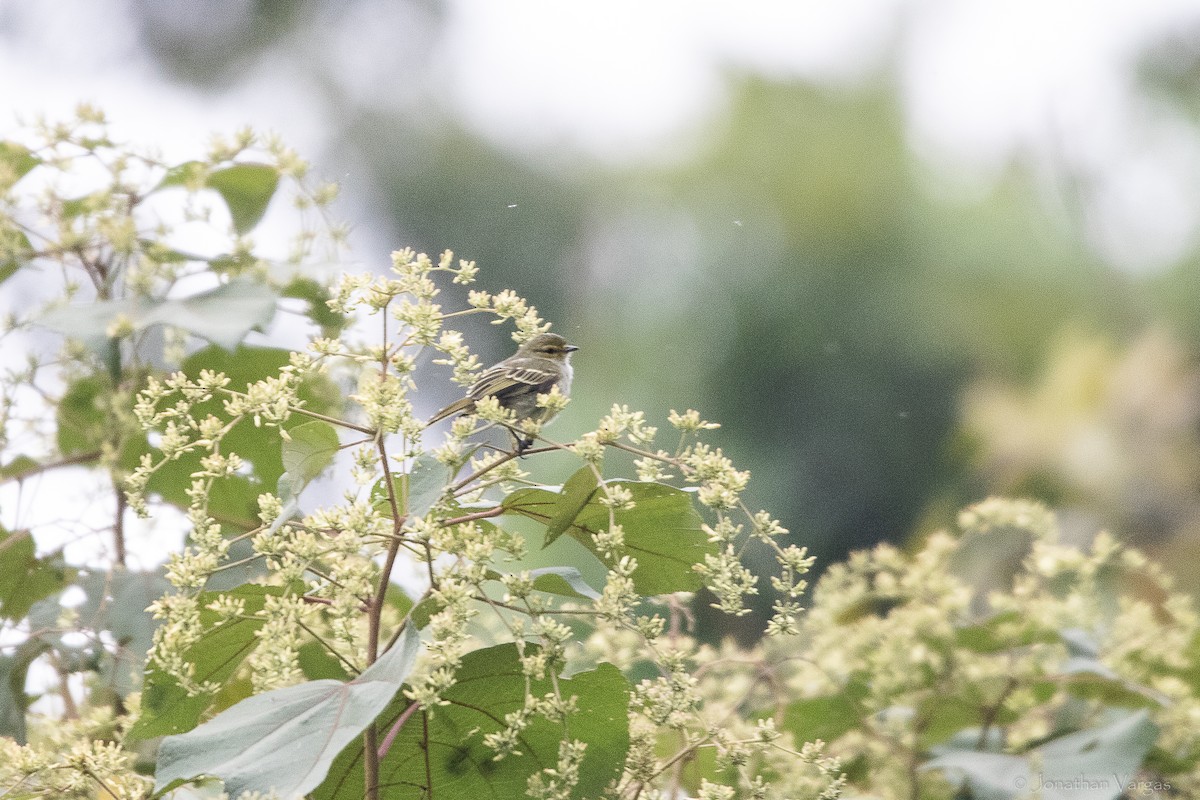Golden-faced Tyrannulet - ML646842685