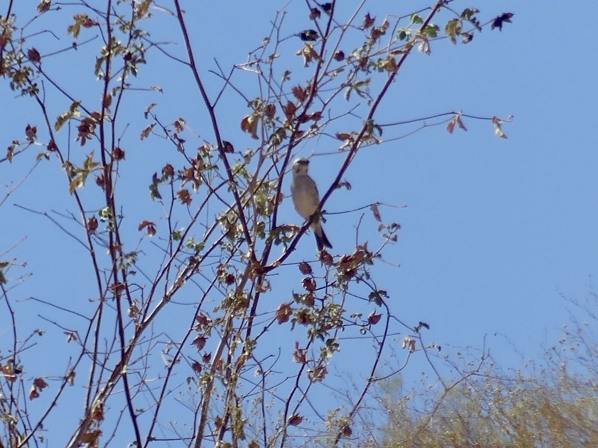 White-throated Canary - ML646842686