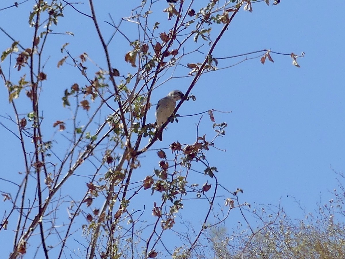 White-throated Canary - ML646842687