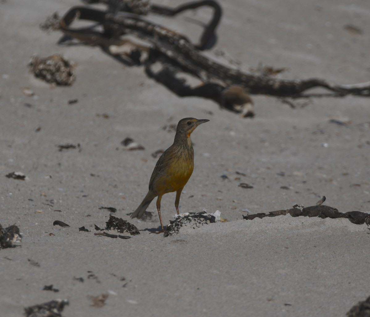 Orange-throated Longclaw - ML646842688