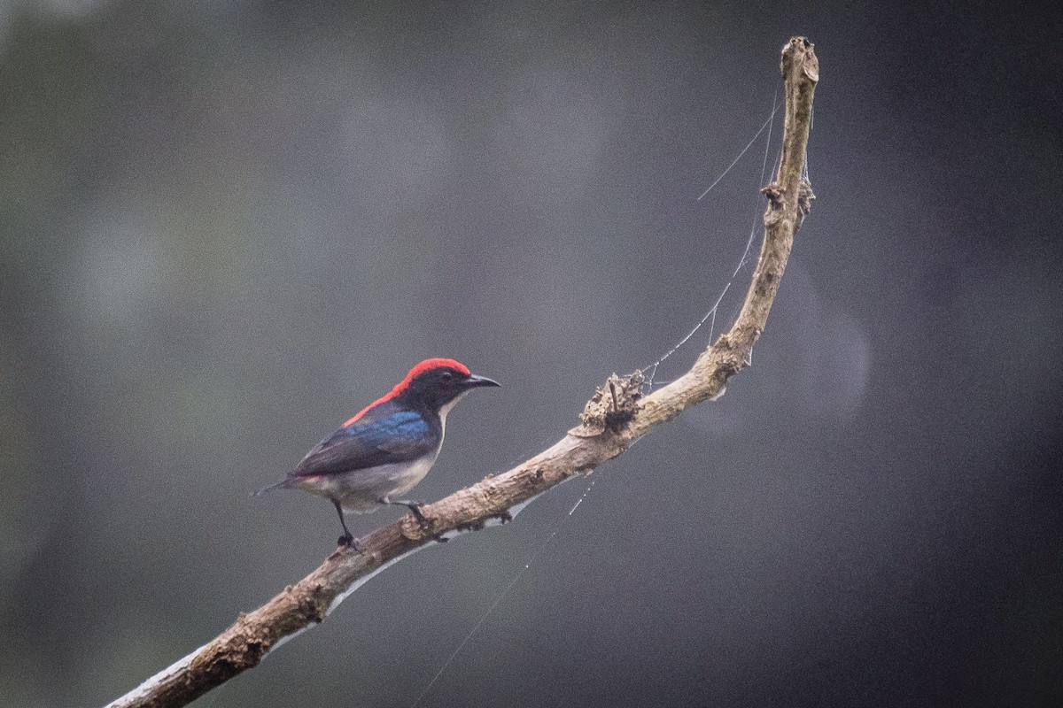 rødryggblomsterfugl - ML646842689