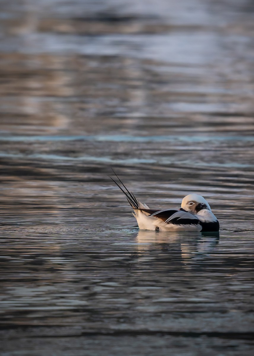 ברווז קרח - ML646842691