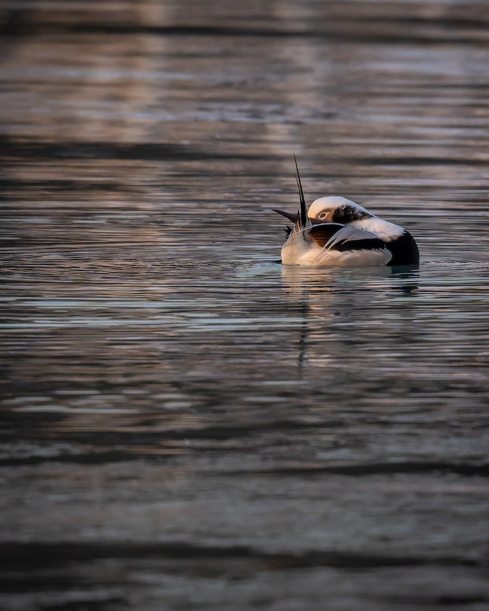 ברווז קרח - ML646842692