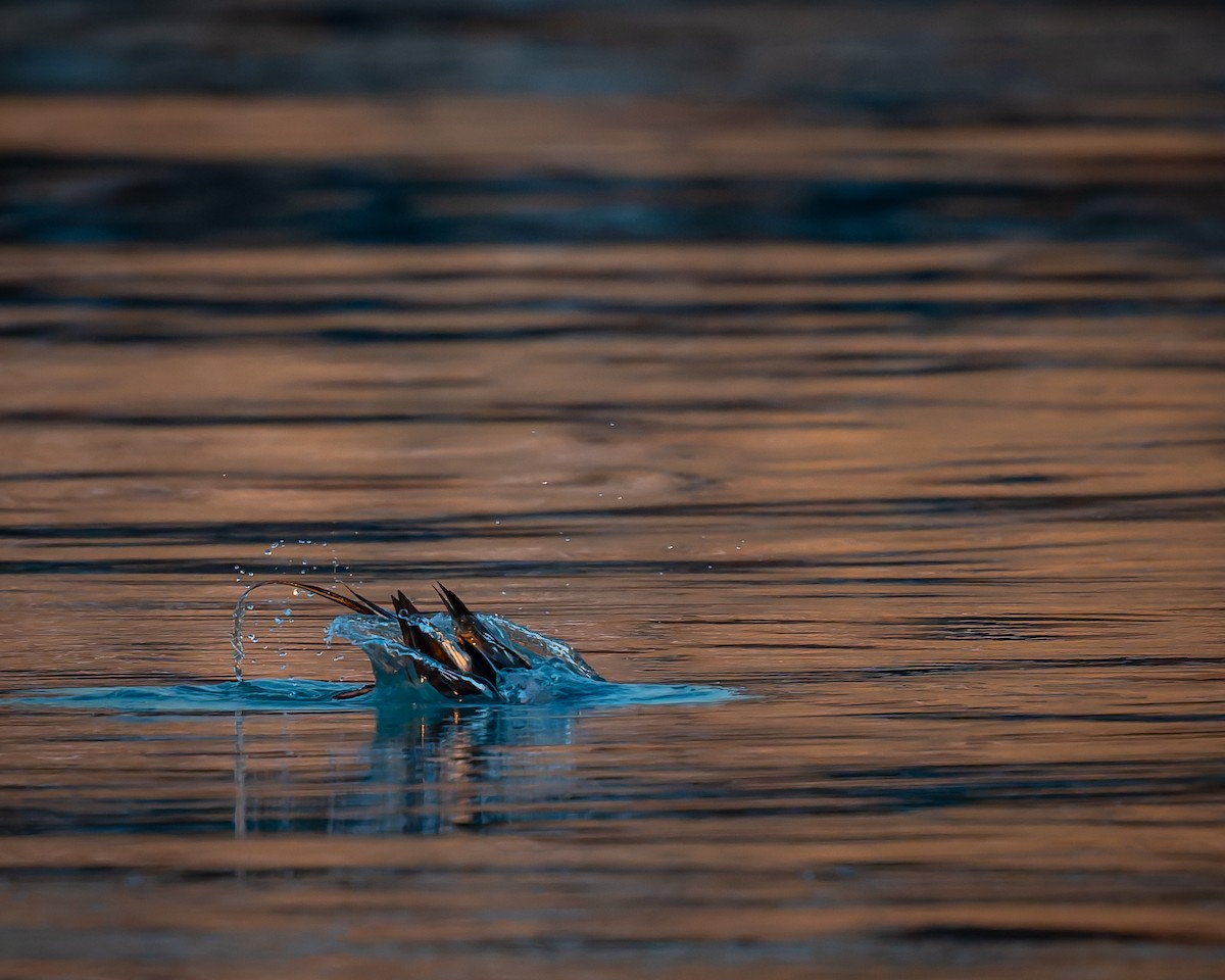ברווז קרח - ML646842694