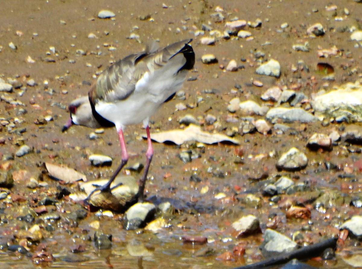 Avefría Tero - ML646842695