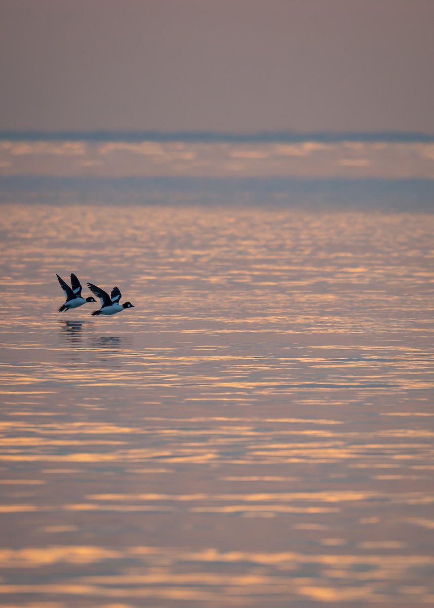 עבראש ירוק - ML646842697