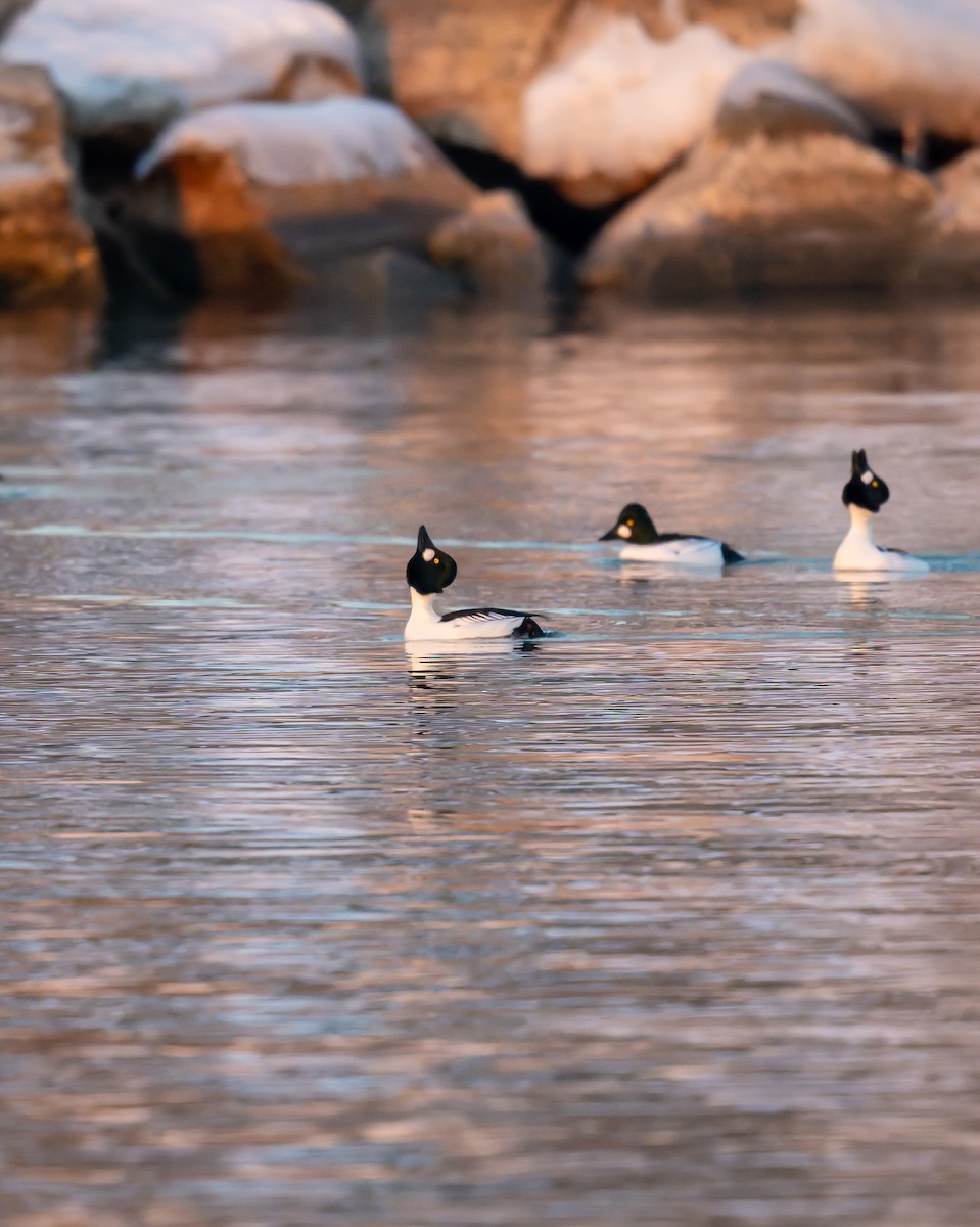 עבראש ירוק - ML646842698