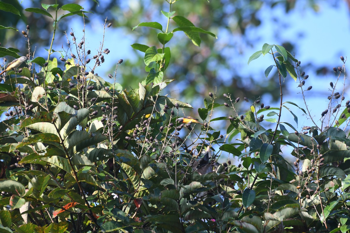 Zwergmennigvogel - ML646842701