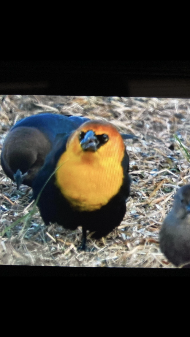 キガシラムクドリモドキ - ML646842702