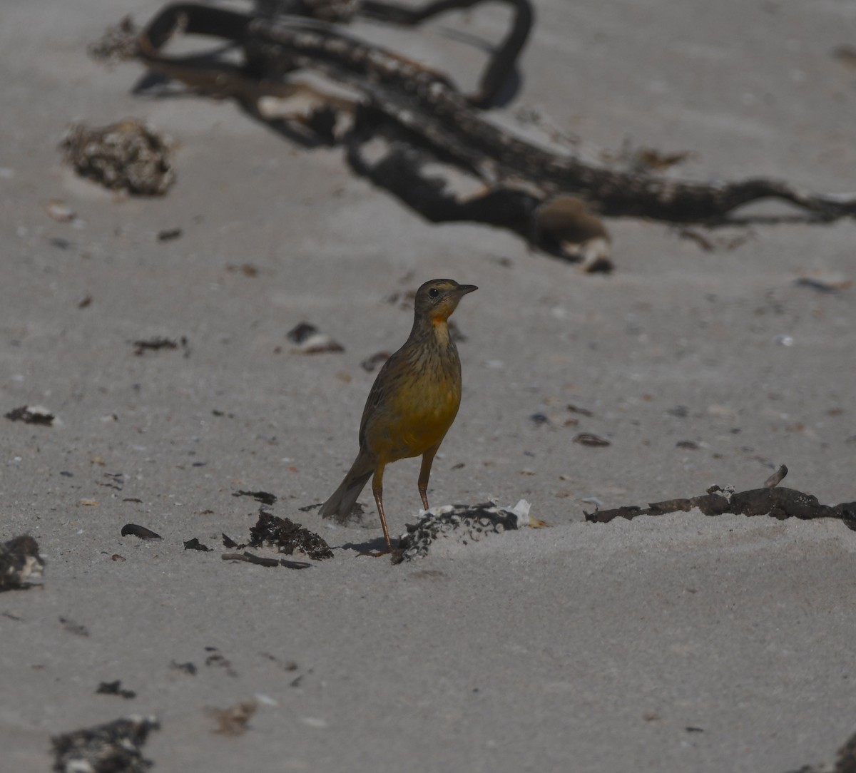 Orange-throated Longclaw - ML646842704