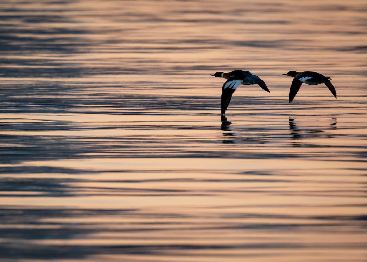 מרגון בינוני - ML646842707
