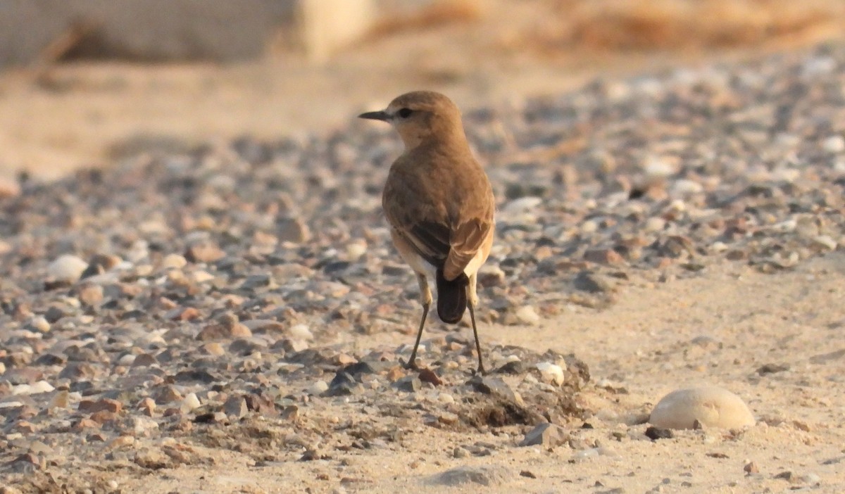 סלעית מדבר - ML646842709