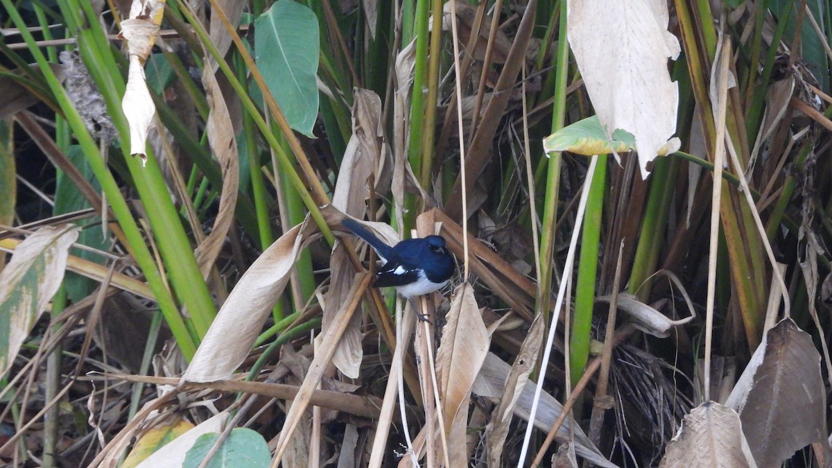 Oriental Magpie-Robin - ML646842710