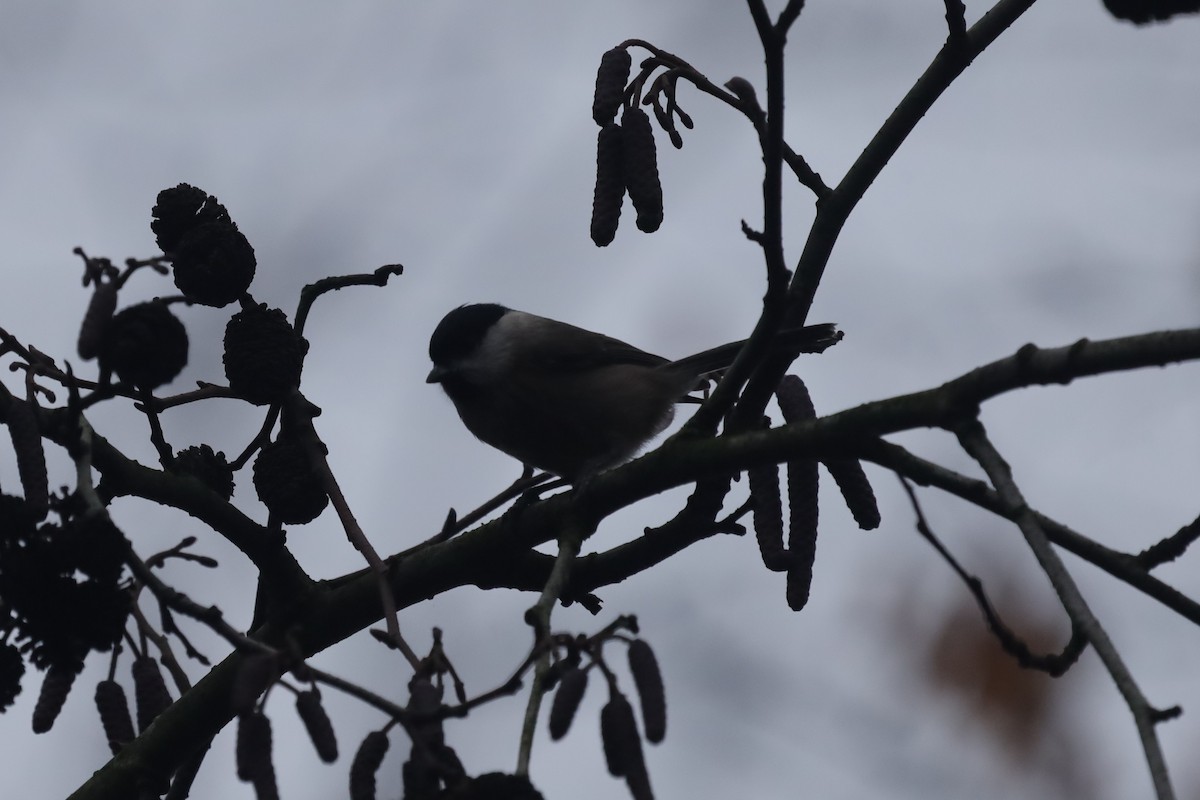 Carbonero Palustre - ML646842712