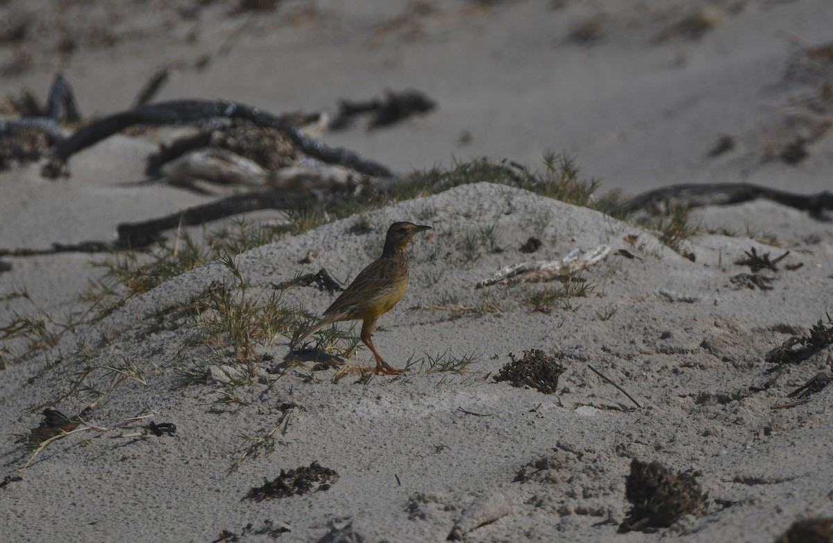 Orange-throated Longclaw - ML646842727