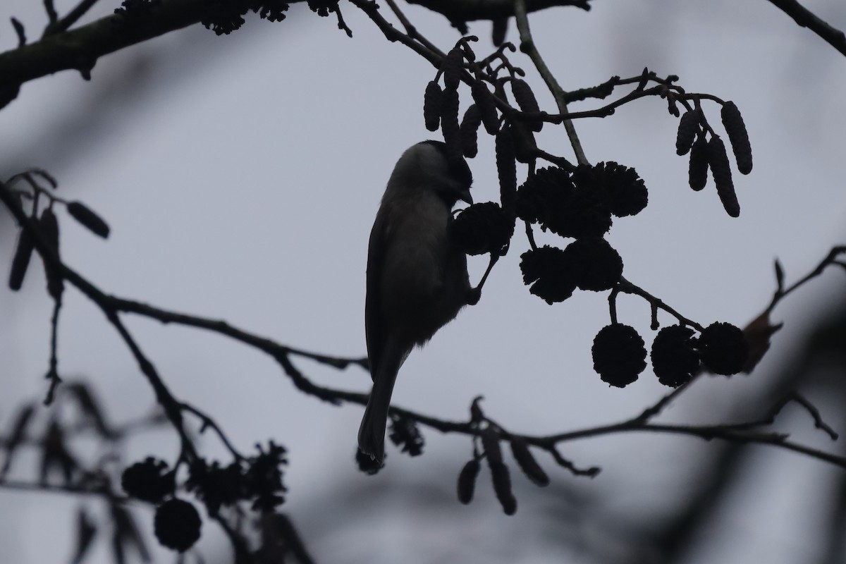 Carbonero Palustre - ML646842728