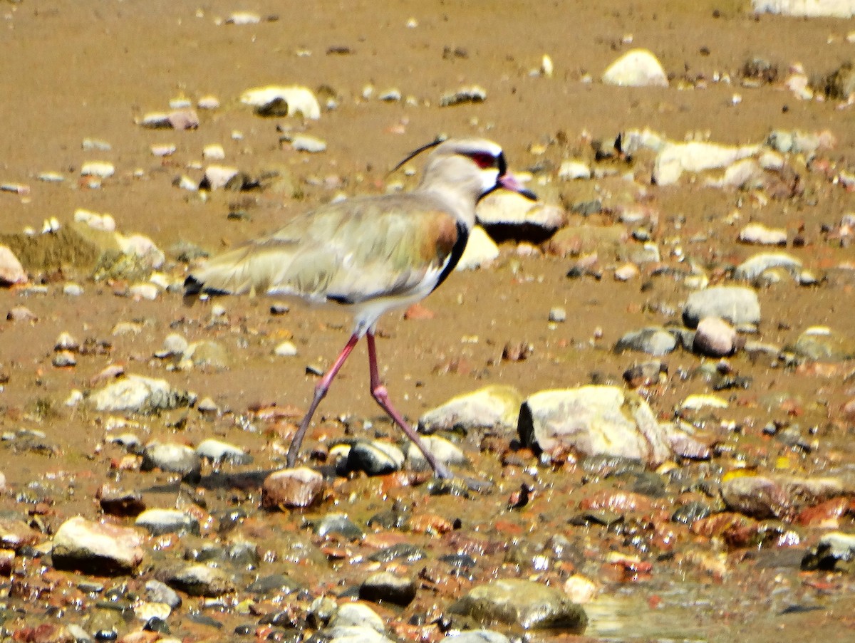 Avefría Tero - ML646842729