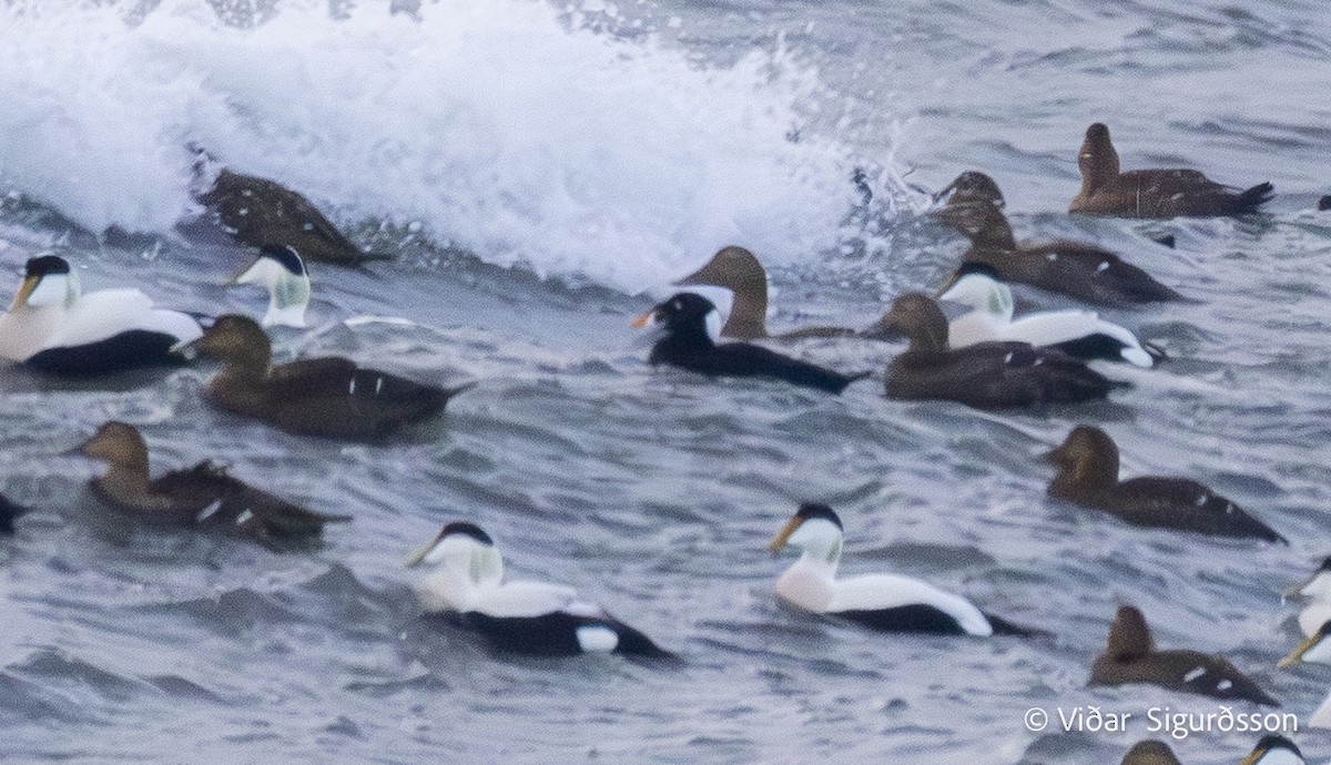 Surf Scoter - ML646842730